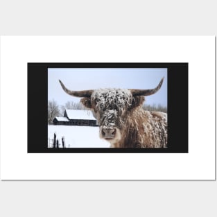 Highland Cow In Winter Posters and Art